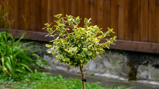 Trzmielina na żywopłot - jak i co ile sadzić, by uniknąć błędów Trzmielina na żywopłot - jak i co ile sadzić, by uniknąć błędów