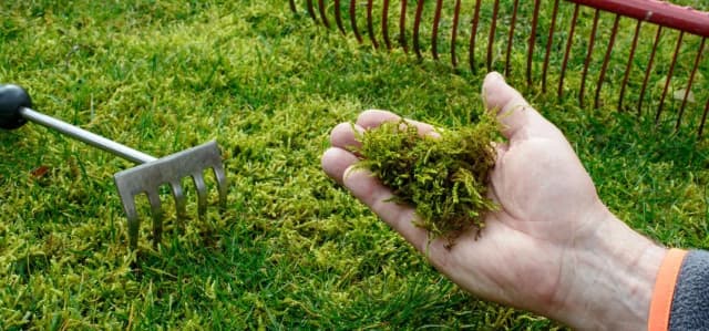Skuteczne domowe sposoby na pozbycie się mchu z trawnika Skuteczne domowe sposoby na pozbycie się mchu z trawnika