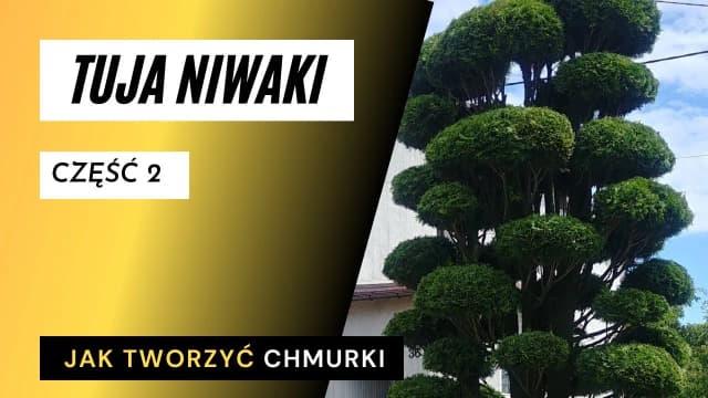 Jak zrobić bonsai z tui - uniknij najczęstszych błędów w pielęgnacji Jak zrobić bonsai z tui - uniknij najczęstszych błędów w pielęgnacji