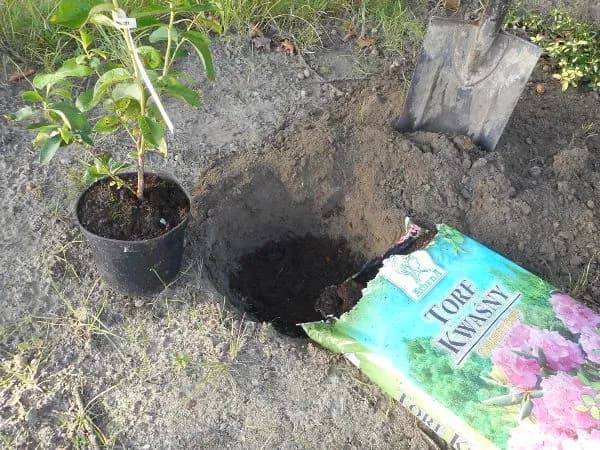 Czy igliwie zakwasza glebę? Odkryj jego wpływ na rośliny kwasolubne Czy igliwie zakwasza glebę? Odkryj jego wpływ na rośliny kwasolubne