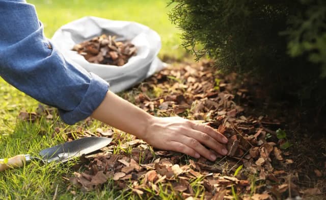 Najlepsza kora pod tuje szmaragdowe - uniknij błędów w pielęgnacji Najlepsza kora pod tuje szmaragdowe - uniknij błędów w pielęgnacji