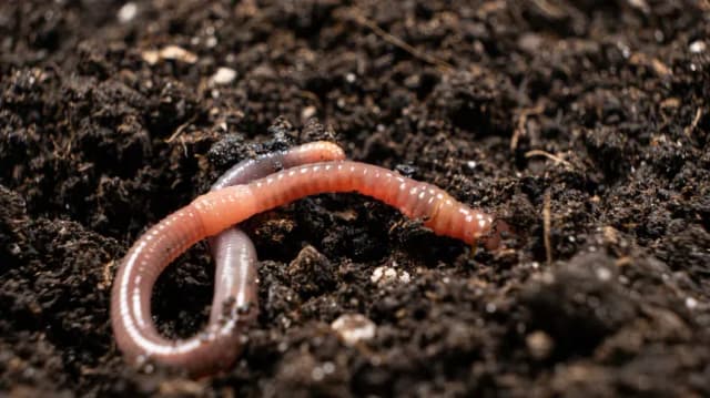 Badanie czy dżdżownice wpływają na żyzność gleby – odkryj zaskakujące wyniki Badanie czy dżdżownice wpływają na żyzność gleby – odkryj zaskakujące wyniki