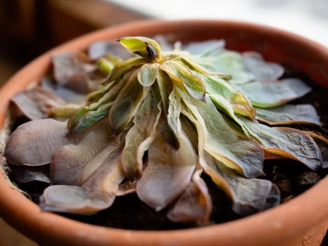 Jak sprawdzić wilgotność gleby, aby uniknąć przelania roślin Jak sprawdzić wilgotność gleby, aby uniknąć przelania roślin