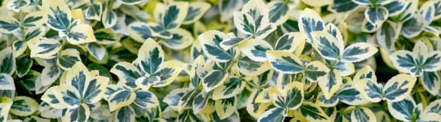 Trzmielina jaka gleba - idealne podłoże dla zdrowych roślin Trzmielina jaka gleba - idealne podłoże dla zdrowych roślin