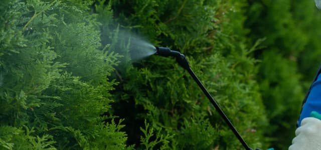 Czym nawozić tuje, aby uniknąć błędów i cieszyć się pięknem roślin? Czym nawozić tuje, aby uniknąć błędów i cieszyć się pięknem roślin?