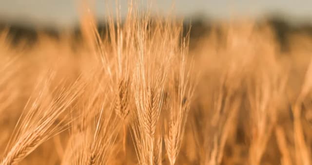 Pszenica Wilejka na jakie gleby? Odkryj najlepsze warunki uprawy Pszenica Wilejka na jakie gleby? Odkryj najlepsze warunki uprawy