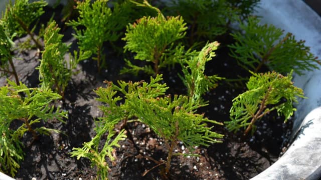 Kiedy rozmnażać tuje, aby uniknąć błędów i zapewnić sukces? Kiedy rozmnażać tuje, aby uniknąć błędów i zapewnić sukces?