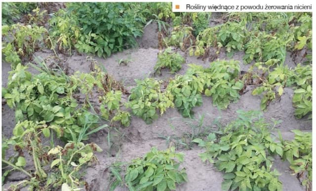 Skuteczne metody na zwalczanie nicieni w glebie bez chemii Skuteczne metody na zwalczanie nicieni w glebie bez chemii