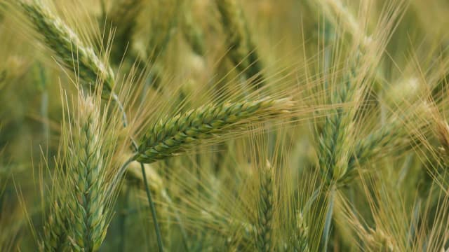 Jakie pszenżyto na słabe gleby? Odkryj najlepsze odmiany i ich zalety Jakie pszenżyto na słabe gleby? Odkryj najlepsze odmiany i ich zalety