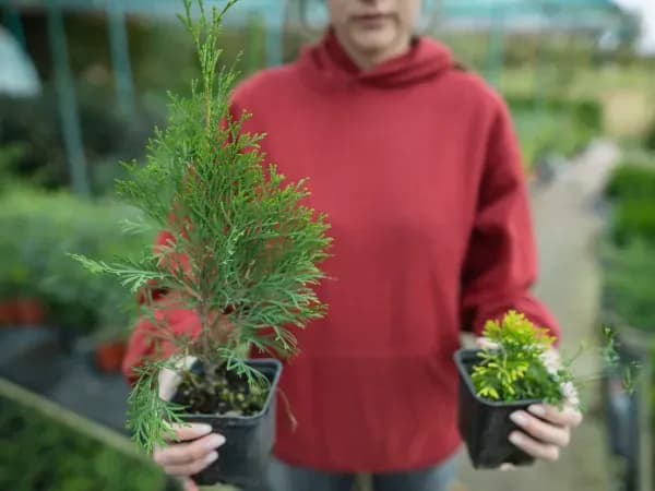 Jak zrobić sadzonki tui - proste kroki, by uniknąć błędów w rozmnażaniu Jak zrobić sadzonki tui - proste kroki, by uniknąć błędów w rozmnażaniu