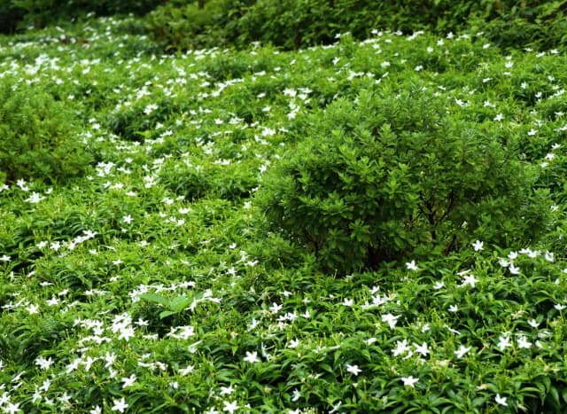 Alternatywy dla trawnika w cieniu: piękne rośliny, które zachwycą Alternatywy dla trawnika w cieniu: piękne rośliny, które zachwycą