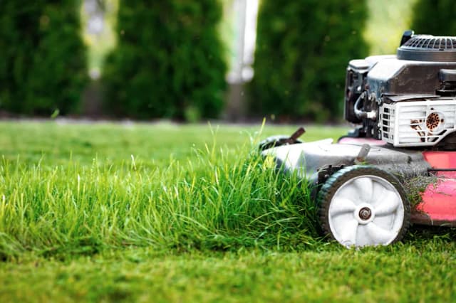 Na jakiej wysokości kosić trawnik, by uniknąć błędów w pielęgnacji? Na jakiej wysokości kosić trawnik, by uniknąć błędów w pielęgnacji?