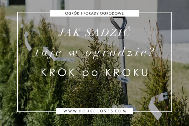 Tuje posadzone co 100 cm - jak uniknąć błędów przy sadzeniu? Tuje posadzone co 100 cm - jak uniknąć błędów przy sadzeniu?