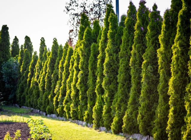 Tuja szmaragd jak szybko rośnie – poznaj sekrety jej wzrostu Tuja szmaragd jak szybko rośnie – poznaj sekrety jej wzrostu