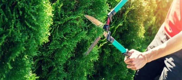 Jak obcinać żywopłot, aby uniknąć błędów i osiągnąć idealny efekt Jak obcinać żywopłot, aby uniknąć błędów i osiągnąć idealny efekt