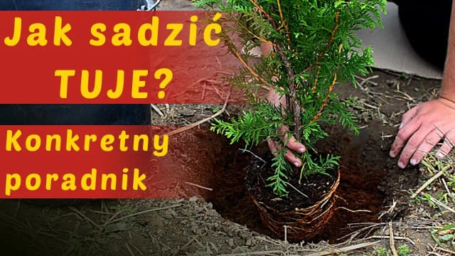 Jak się sadzi tuje - proste kroki dla pięknego ogrodu Jak się sadzi tuje - proste kroki dla pięknego ogrodu