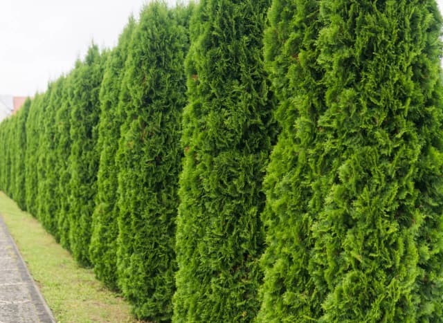 Tuja kolumnowa czy szmaragdowa - która lepiej sprawdzi się w ogrodzie? Tuja kolumnowa czy szmaragdowa - która lepiej sprawdzi się w ogrodzie?