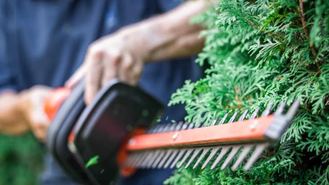 Co na wąski żywopłot? Najlepsze rośliny, które nie zawiodą Co na wąski żywopłot? Najlepsze rośliny, które nie zawiodą